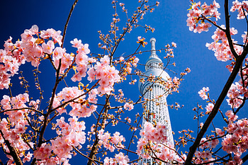 Cities, Sakura, Building, Bloom, Flowering, Tower, Tokyo HD wallpaper