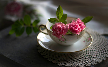 rose, pink, green, flower, cup HD wallpaper