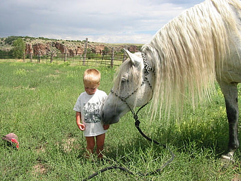 Sweet Friendship, sweet, spanish, tender, andalusian, horses, grey, kid, child HD wallpaper