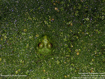 Frog, frogs, animals HD wallpaper