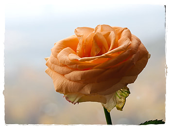 Orange Rose for mememe1, art , alone, beautiful, garden rose, orange HD wallpaper