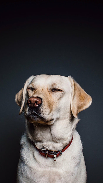 Android dog , High resolution, Mobile background HD phone wallpaper