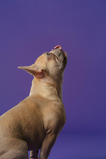 Animals, Dog, Pet, Animal, Protruding Tongue, Tongue Stuck Out, Pug HD phone wallpaper