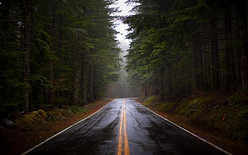 .wiki-Foggy-Pine-Forest--High-Resolution- HD wallpaper