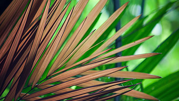 Beautiful Tree Leaves, leaves, tree, nature HD wallpaper