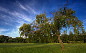 Willow Tree, Sky lawn, Iva willow HD wallpaper