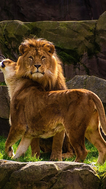 H D, Lion And Lioness, lion, lioness, nature HD phone wallpaper
