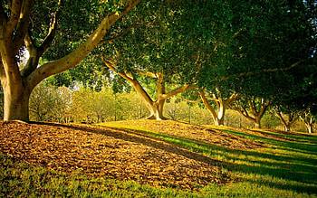 Nature, Trees, Leaves, Summer, Park, Smooth, Trunks, Shadows HD wallpaper