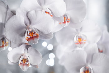 Close-up of stunning white orchids with soft focus and bokeh background. HD wallpaper