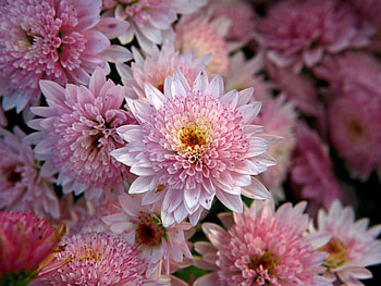 Plants, Flowers HD wallpaper