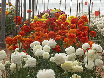 flowers in the greenhouse, greenhouse, inside, nature, flowers, colourful HD wallpaper