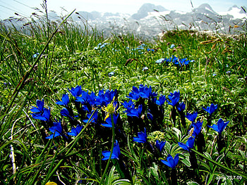spring-gentiana, mountains, enzian, gentiana, spring HD wallpaper