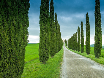 Tuscany, Italy, Road grass, Cypress HD wallpaper