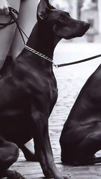 Doberman Dog, Black And White HD phone wallpaper