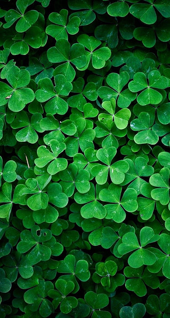 Green Nature 07, Green X HD phone wallpaper