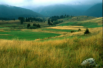 Rodopy fiels, graphy, bulgaria, trees, gold, mountain HD wallpaper
