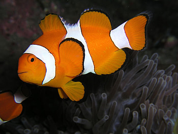Clownfish, Ideas, Tropical, Fish HD wallpaper