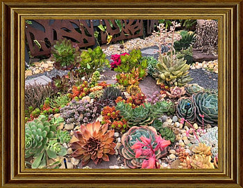SUCCULENT GARDEN, NATURE, GARDEN, , SUCCULENT HD wallpaper