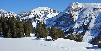 Spring in the Mountains, trees, mountains, spring, snow HD wallpaper