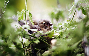 Animals, Bird, Sparrow, Vegetation, Greens HD wallpaper