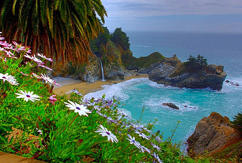 Flowers on Beach, beautiful HD wallpaper