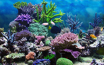 Corals, Coral Reefs HD wallpaper