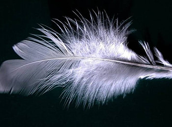 Light as a feather, white feather, black background HD wallpaper