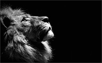 Black lion, Striking contrast, Dark-themed , Stunning ry HD wallpaper