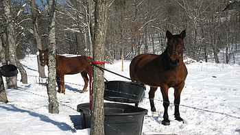 Winter Horses, alleghany, horses, covington, virginia, snow, alleghany county HD wallpaper