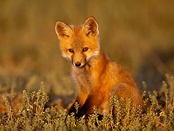 Animals, Grass, Fox, Sit HD wallpaper