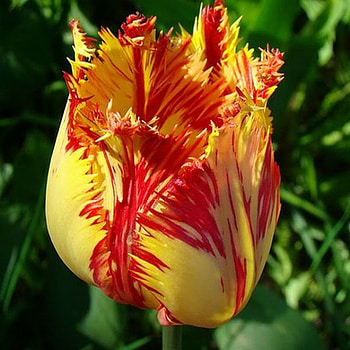 tulip, colorful, spring, flower HD wallpaper