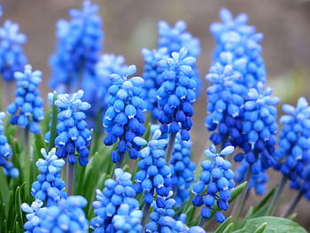 Close-up of vivid blue grape hyacinth flowers in a garden setting, showcasing nature's beauty. HD wallpaper