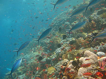 Fusilers, shapes, fish, coral, ocean HD wallpaper