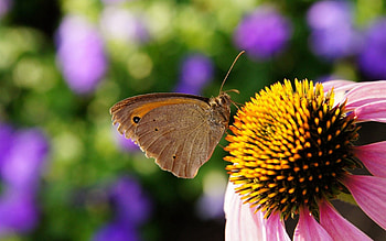 Flower, Macro, Insect, Butterfly, Stamens, Pestle HD wallpaper