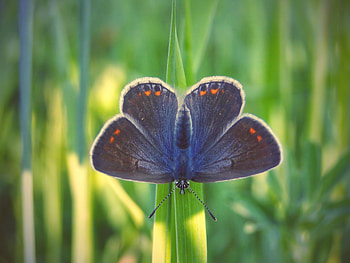 Butterfly, wings, close up HD wallpaper