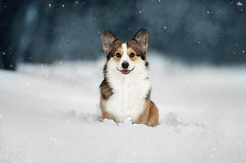 Snowy Corgi Charm: Animal Delight, Animal, corgi HD wallpaper
