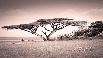 Top acacia , Nature's beauty, Scenic backgrounds, que views HD wallpaper
