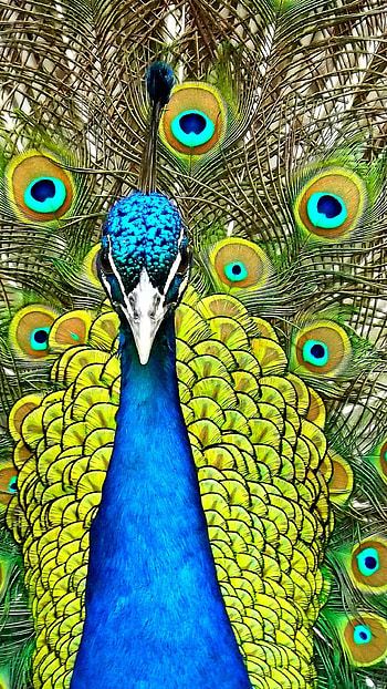 Peacock feathers, Vibrant colors, Captivating backgrounds, Animal beauty HD phone wallpaper