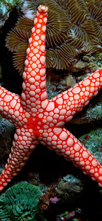 Starfish, Coral Reefs HD phone wallpaper