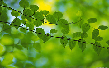 Leaves, Plant, Macro, Wood, Tree, Branch HD wallpaper