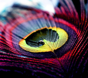 Colorful feathers, Vibrant backgrounds, Eye-catching art, Creative designs HD wallpaper