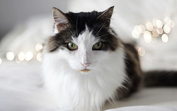 Animals, Cat, Fluffy, To Lie Down, Lie, Thick, Fat HD wallpaper