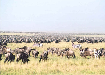 serengeti migration , animal, forest HD wallpaper