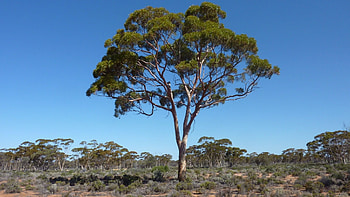 Australian landscape, Eucalyptus tree , background, Nexus HD wallpaper