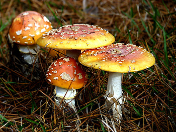 Toadstools, mushrooms, ground, fungi HD wallpaper