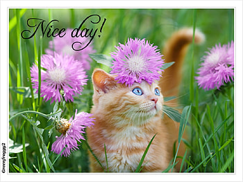 NICE DAY, DAY, NICE, COMMENT, CARD HD wallpaper