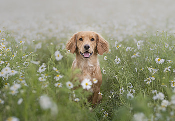 Meadow, Dog, play, animal HD wallpaper