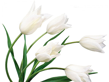 Plants, Flowers, Tulips HD wallpaper