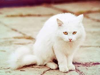 White Cat, cool, cat, white HD wallpaper