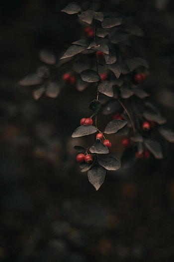 Nature, Leaves, Bush, Branch, Berry, Focus HD phone wallpaper
